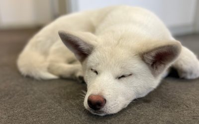 Meet Yuki: The Furry Heart of RetainEase’s Retaining Wall Excellence